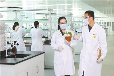 中國農(nóng)業(yè)大學(xué)新聞網(wǎng) 媒體農(nóng)大/科技之窗 我國科研人員研制新型基因編輯工具 讓作物育種更精準(zhǔn)高效
