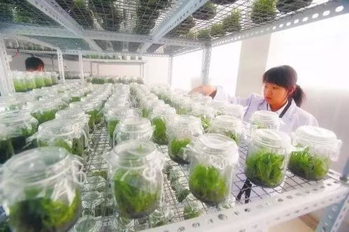 中藥材良種選育基本方法與工廠化育苗